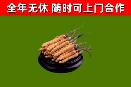 许昌烟酒回收冬虫夏草.jpg